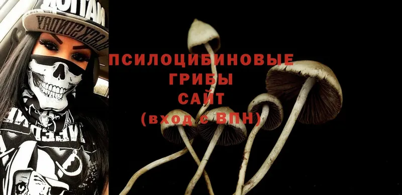 купить наркотик  Северская  Галлюциногенные грибы Magic Shrooms 